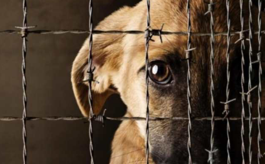 San Martin: suspenden a una policía por omitir una denuncia de maltrato animal