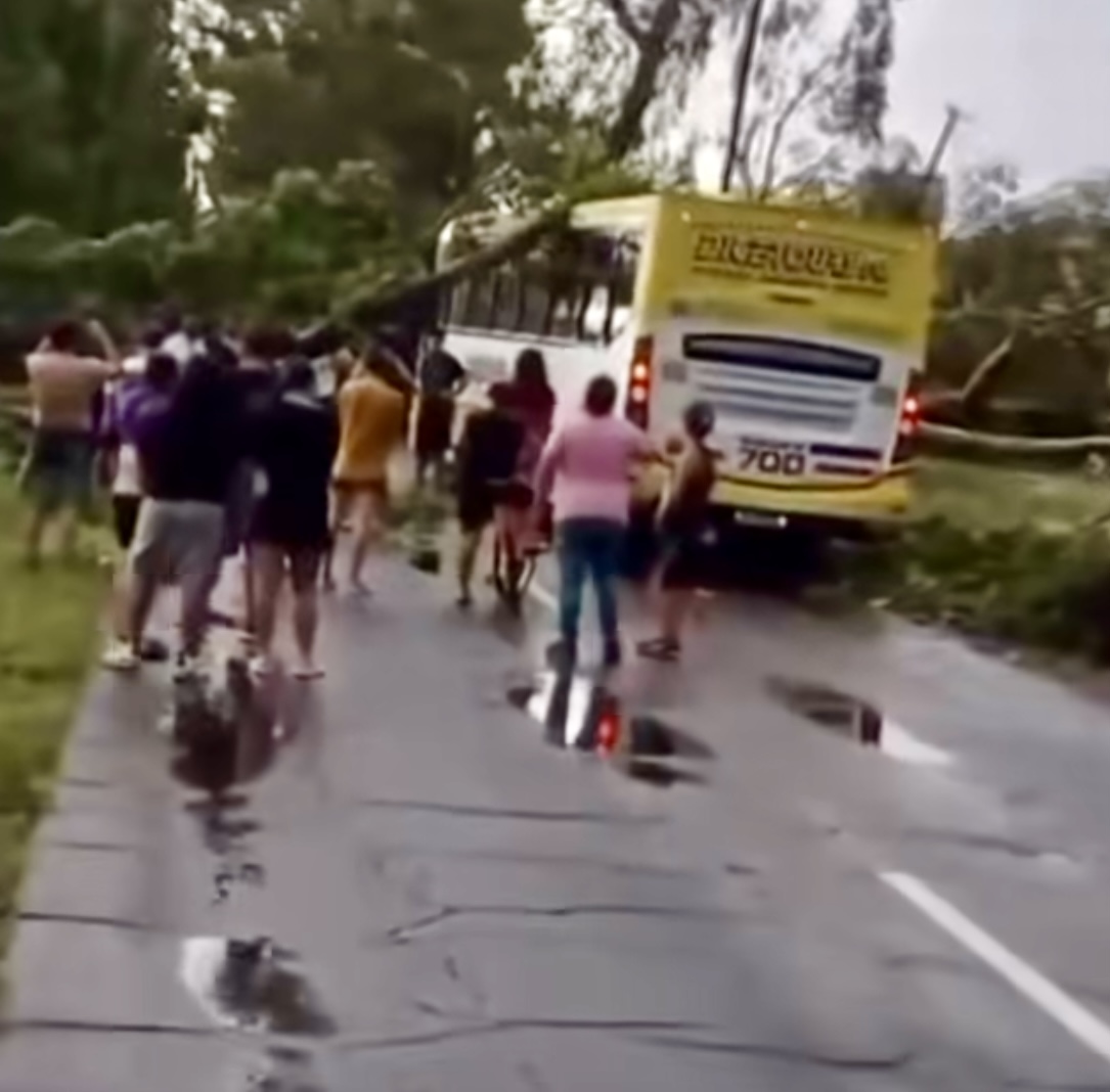 San Martín: un árbol cayó sobre un micro con pasajeros